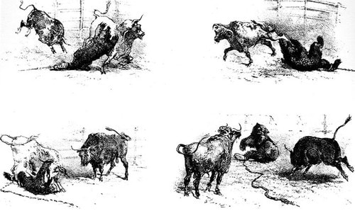 what is forex bulls vs bears